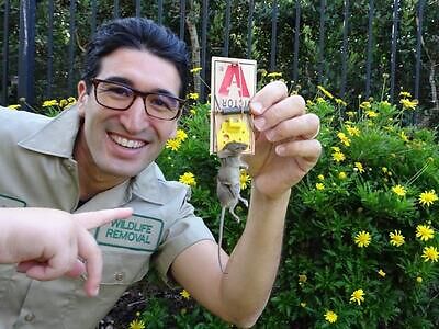 Fort Worth rodent trapping